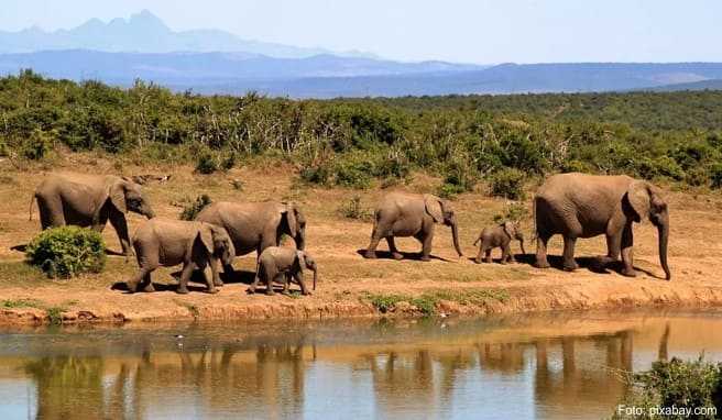 Grenz&uuml;bergreifende Safaris durch zehn Parks  Südliches Afrika