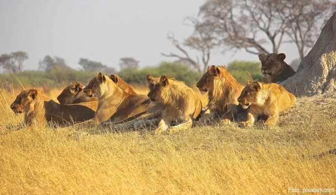 Südafrika  Auf Safari mit Löwen und Elefanten vis-à-vis 