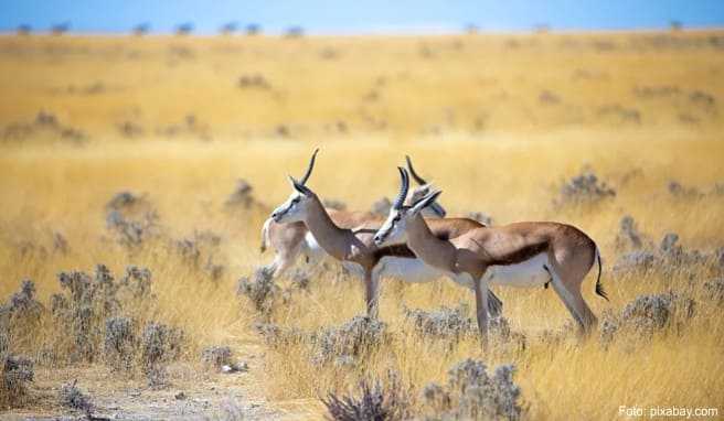 Im Isimangaliso Wetland Park sind heute Elefanten, Büffel, Zebras, Wasserböcke und Kudu-Antilopen heimisch.