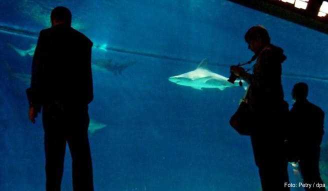 Schaurige Attraktion: Im größten Becken des Aquariums in Genua ziehen diverse Arten von Haien ihre Kreise