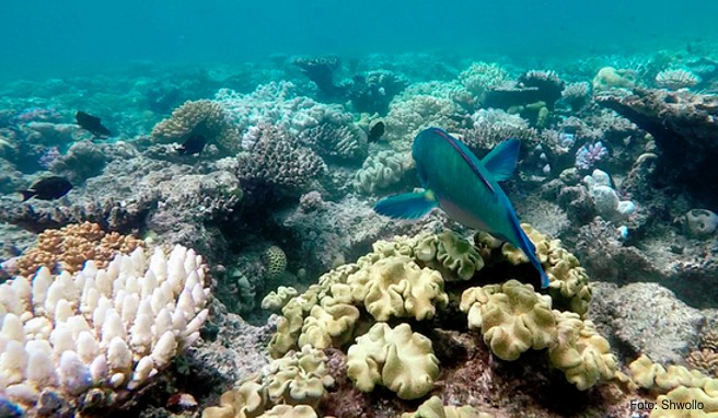 Australien  Klimawandel im Meeres-Simulator erleben