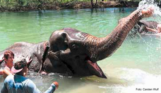 Schwimmen mit Elefanten in Thailand