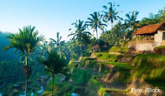 Bali Alkoholverbot könnte dem Tourismus schaden