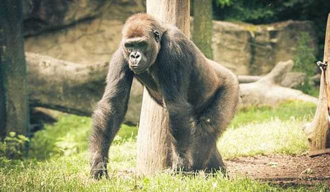 Reise nach Ruanda Der afrikanische Staat heißt wieder Reisende willkommen
