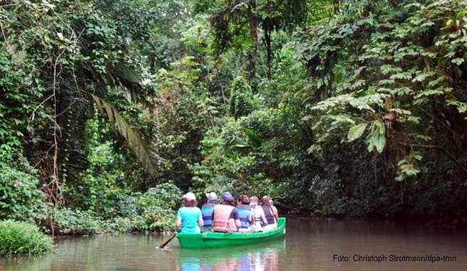 Mitten im Dschungel: Der Nationalpark Tortuguero lässt sich gut auf geführten Bootstouren erkunden