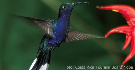 Costa Rica  Neue Route mit Vogel-Beobachtungspunkten