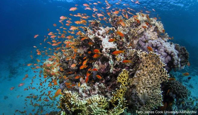 Australien-Reise   Dreckwasser strömt ins Great Barrier Reef 