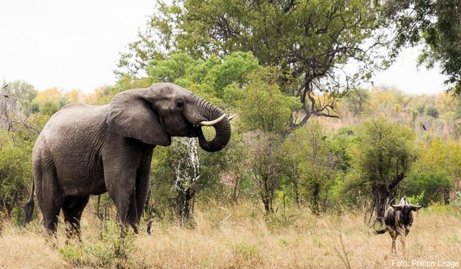 Reisen 2018 Neuer Besucherrekord in Südafrika erwartet