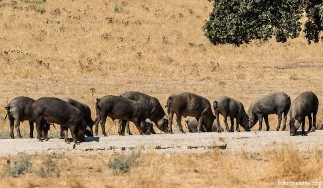 REISE & PREISE weitere Infos zu Spanien: Extremadura - Land der glücklichen Schweine