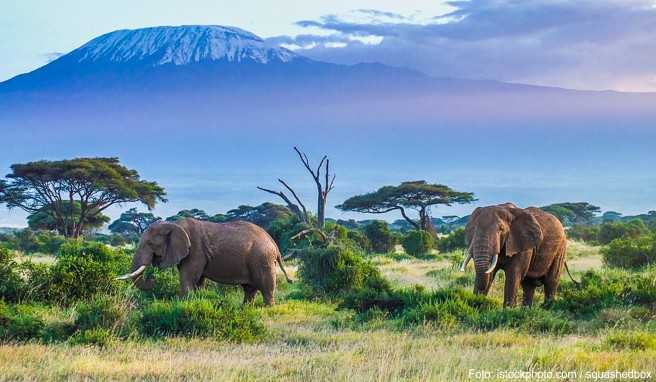 Nur 8:30 Stunden entfernt: Afrikas beste Safari-Gebiete
