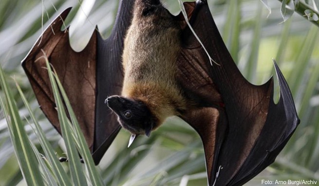 Indien-Reise  Mindestens zehn Tote durch Nipah-Virus