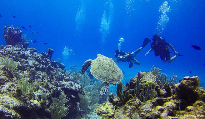 Schildkröten begeistern bei jedem Tauchgang. Die schönste Möglichkeit, sie zu entdecken, bieten luxuriöse Safariboote