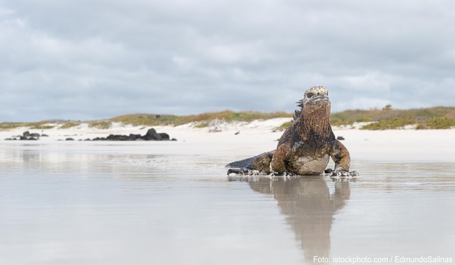 Ecuador  Für Galapagos gelten neue Einreisevorschriften