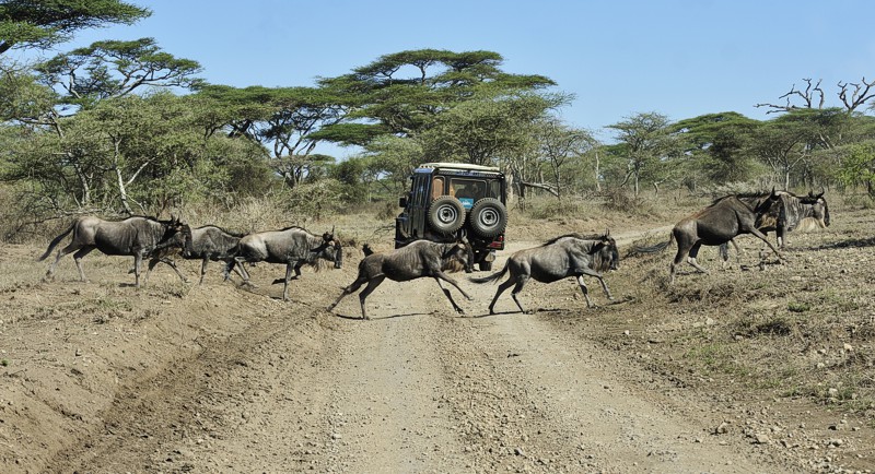 Serengeti  Ja, wo laufen sie denn? »Gnu-Finder.de« zeigt es