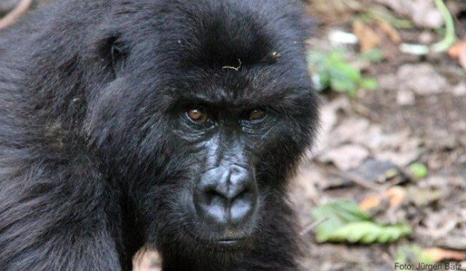 Ruanda  Preis für Gorilla-Tour wird verdoppelt