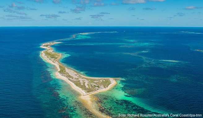 Grünstreifen: Die Houtman Abrolhos Islands haben jetzt den Status eines Nationalparks - hier leben unter anderem die vom Aussterben bedrohten Australischen Seelöwen