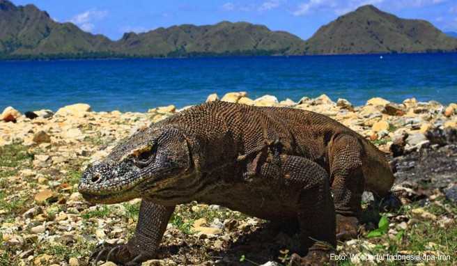 Indonesien-Reise  1000-Dollar-Gebühr für Komodo-Nationalpark kommt