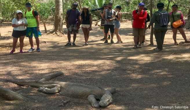 Touristen betrachten aus gebührender Entfernung einen Komodowaran, denn die Tiere können für Menschen durchaus gefährlich werden