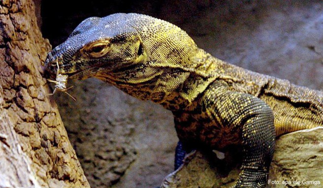 Aufgrund ihres Aussehens werden Komodo-Warane auch Komodo-Drachen genannt