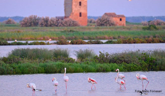 Flamingos im Podelta