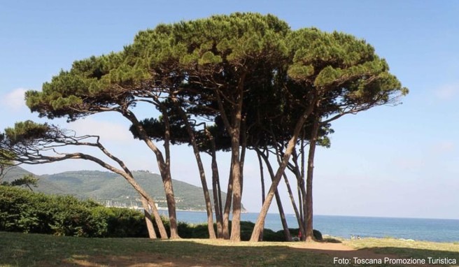 Die Costa degli Etruschi verbindet die klassischen Merkmale der Toskana mit dem Meer