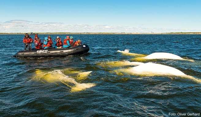 Neugierige Belugas umlagern ein Schlauchboot mit Touristen
