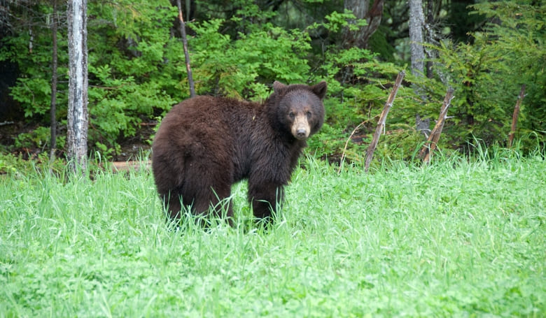 Kanada Bär