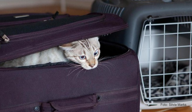 Katze in den Koffer stecken? Nein, so einfach gehen Tiere nicht auf eine Flugreise - Besitzer müssen einiges beachten.