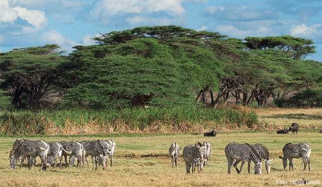 Eine Gruppe von Grevy-Zebras weidet in Sichtweite einiger Steppenbüffel