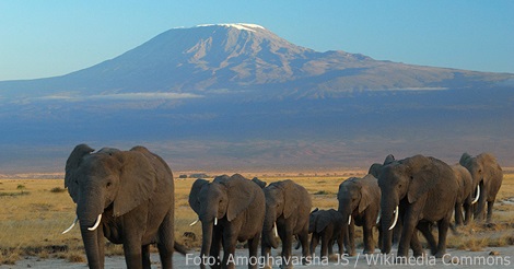 Kenia  Für Nationalparks werden Eintrittspreise gesenkt