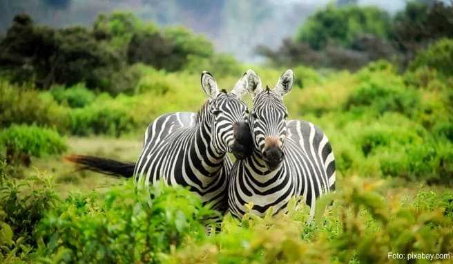 Safari statt Sextourismus  Mit Stränden und Safari will  Kenia sein Image aufpolieren