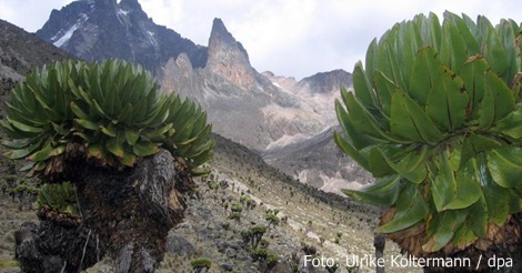 Kenya Wildlife Service  Eintrittspreise für die Nationalparks sinken