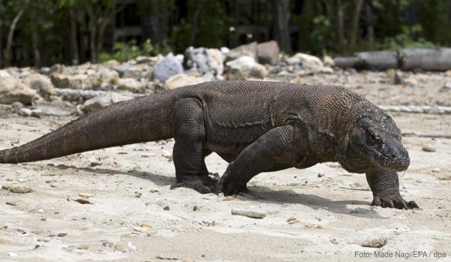 Ein Komodowaran im Komodo Island Nationalpark