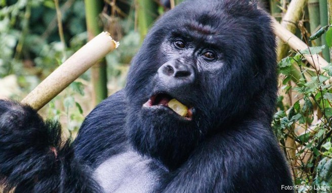 Touristen können die Gorillas im Virunga-Nationalpark besuchen - doch nun wurde der Park wegen Sicherheitsbedenken vorübergehend geschlossen.
