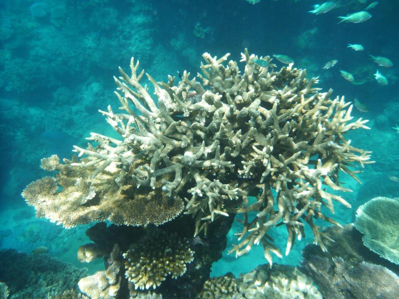 Australien  Korallenbleiche schreckt Touristen ab