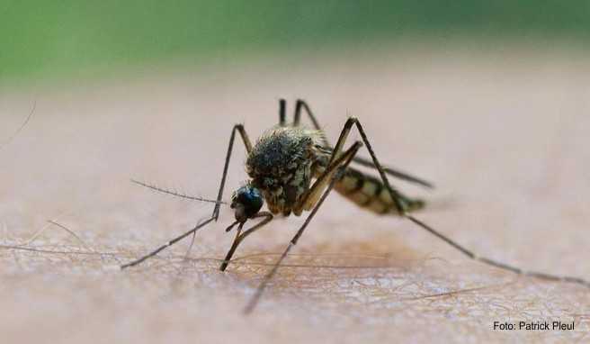 In Lateinamerika und Karibik sollten sich Reisende vor Mücken in Acht nehmen. Sie könnten das Dengue-Fieber übertragen