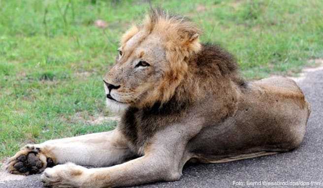 Auch in den Krüger-Nationalpark kommen keine Besuche mehr. Die Löwen können sich daher auf den menschenleeren Straßen ausruhen