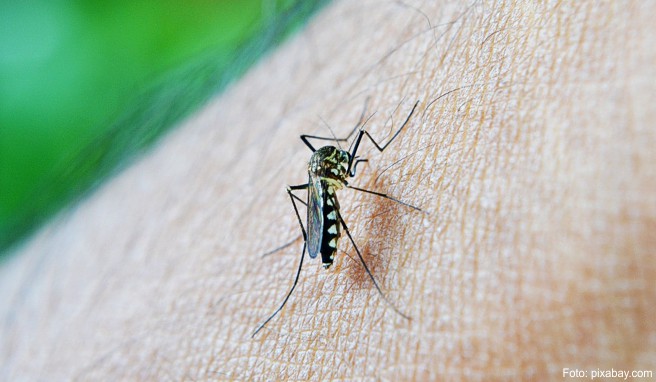 Nicht nur Achtsamkeit bei der Lebensmittelwahl, sondern auch Schutz vor Mücken ist wichtig