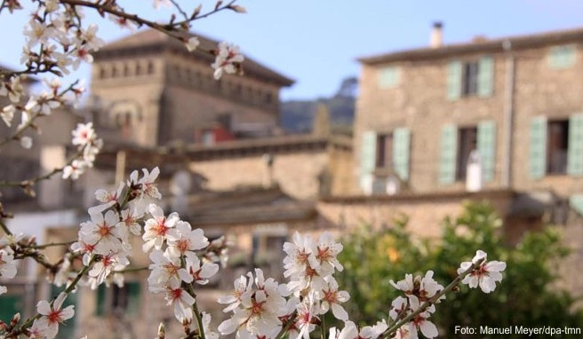 Frühlingshaftes Ambiente im Februar auf Mallorca: blühende Mandelbäume in Valldemossa