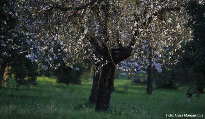 Auf Mallorca hat die Mandelblüte 2020 in vielen Regionen deutlich früher begonnen als gewöhnlich
