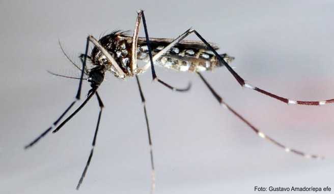 Mücken übertragen das Dengue-Fieber