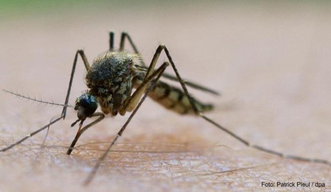 Südost-Australien  Ross-River-Fieber – beser vor Mücken schützen