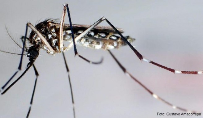 Thailand  Dengue-Fieber – erhöhtes Infektionsrisiko
