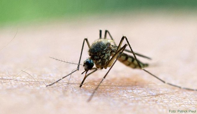 Sicherheitshinweise  Was Schwangere in Zika-Gebieten beachten sollten