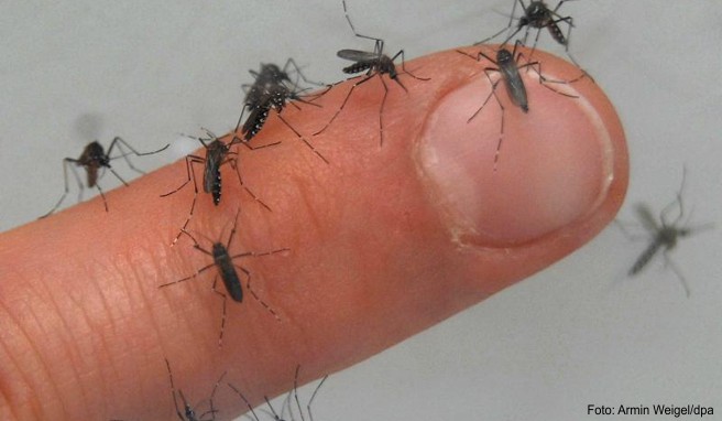 Ägypten  Wegen Dengue-Fieber gut vor Mücken schützen
