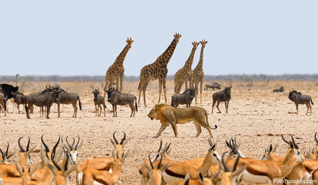 »Travel Pass« Air Namibia lockt in unbekannte Regionen