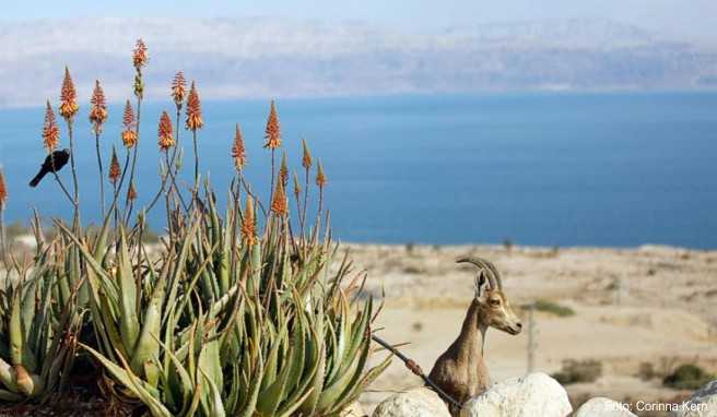Zu den Sehenswürdigkeiten, für die Urlauber mit dem «Israel Pass» kostenlos oder vergünstigt Eintritt haben, gehört auch das Naturreservat En Gedi am Toten Meer