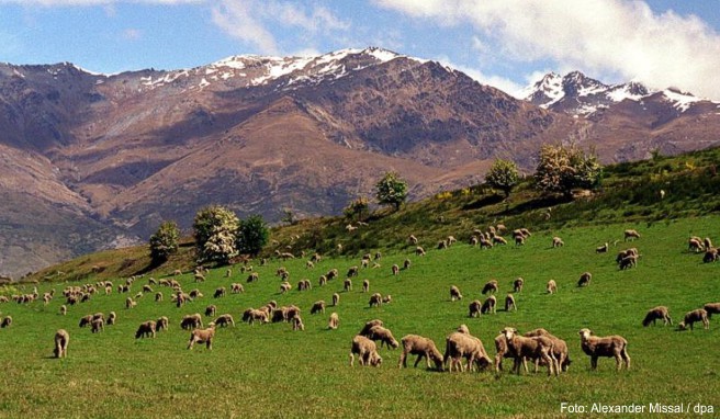Schafe in der Nähe von Queenstown: Insbesondere die abwechslungsreiche Landschaft ist für viele ein Anreiz, um nach Neuseeland zu reisen