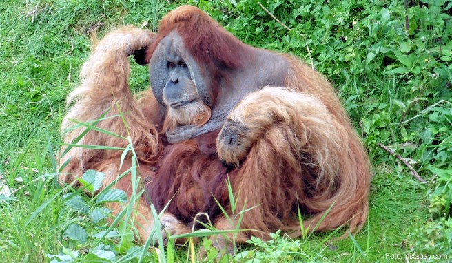 Auf Borneo gibt es bei Kuching ein Schutzzentrum für die gefährdeten Orang-Utans