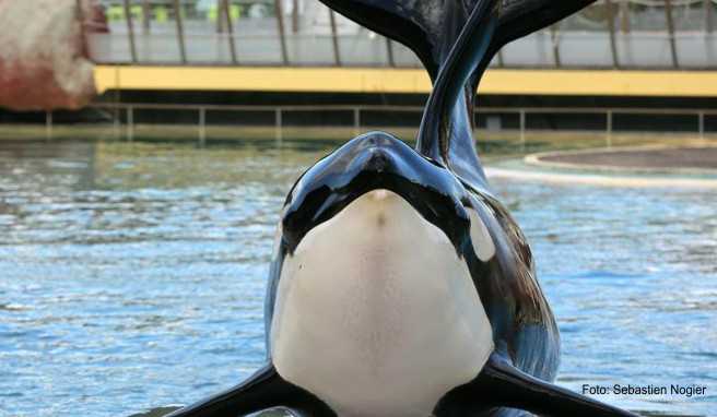 Tiershows Ticketverkauf für Delfinarien und Co. gestoppt